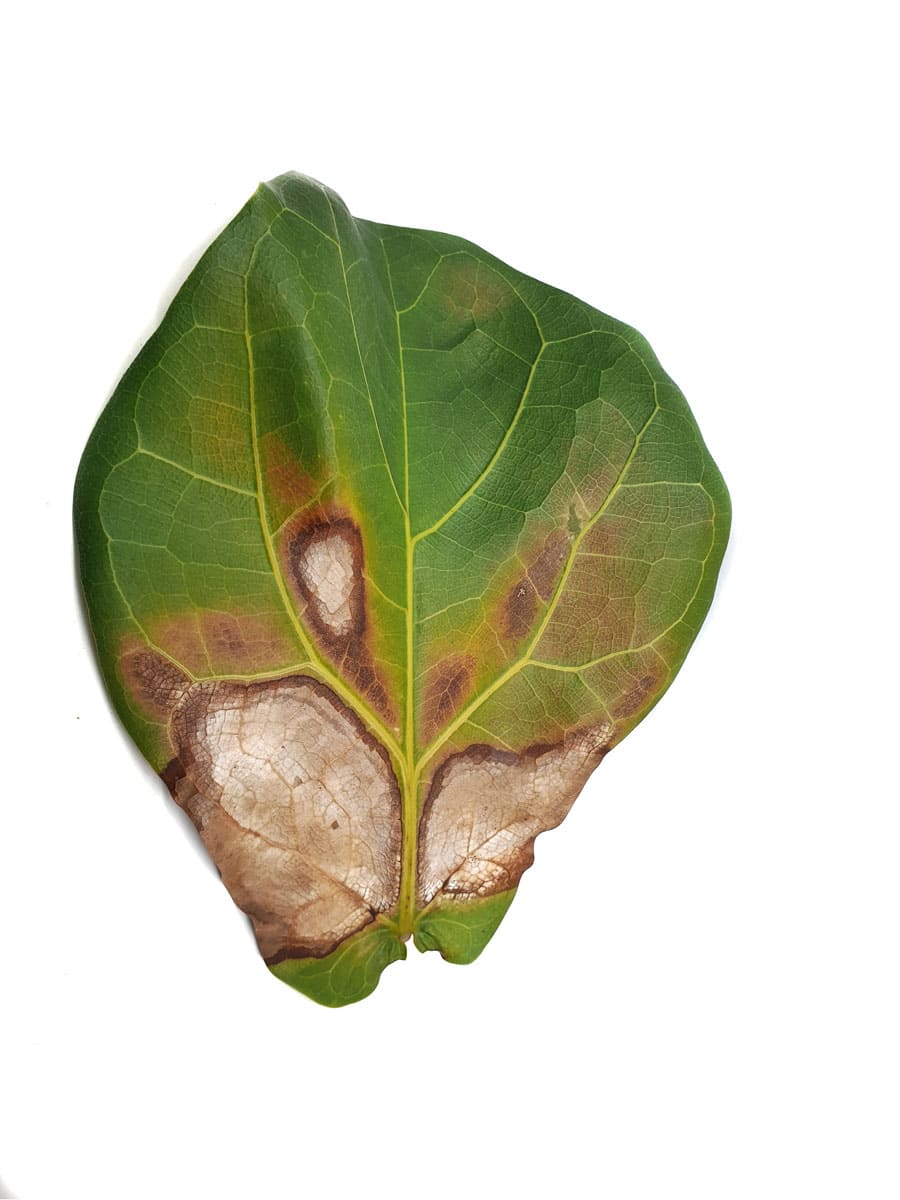 Fiddle leaf disease