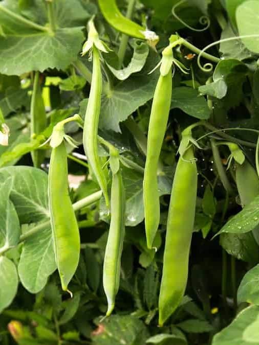 Fully grown peas in the garden, 10 Best Veggies You Can Grow In The Cool Fall Garden - 1600x900