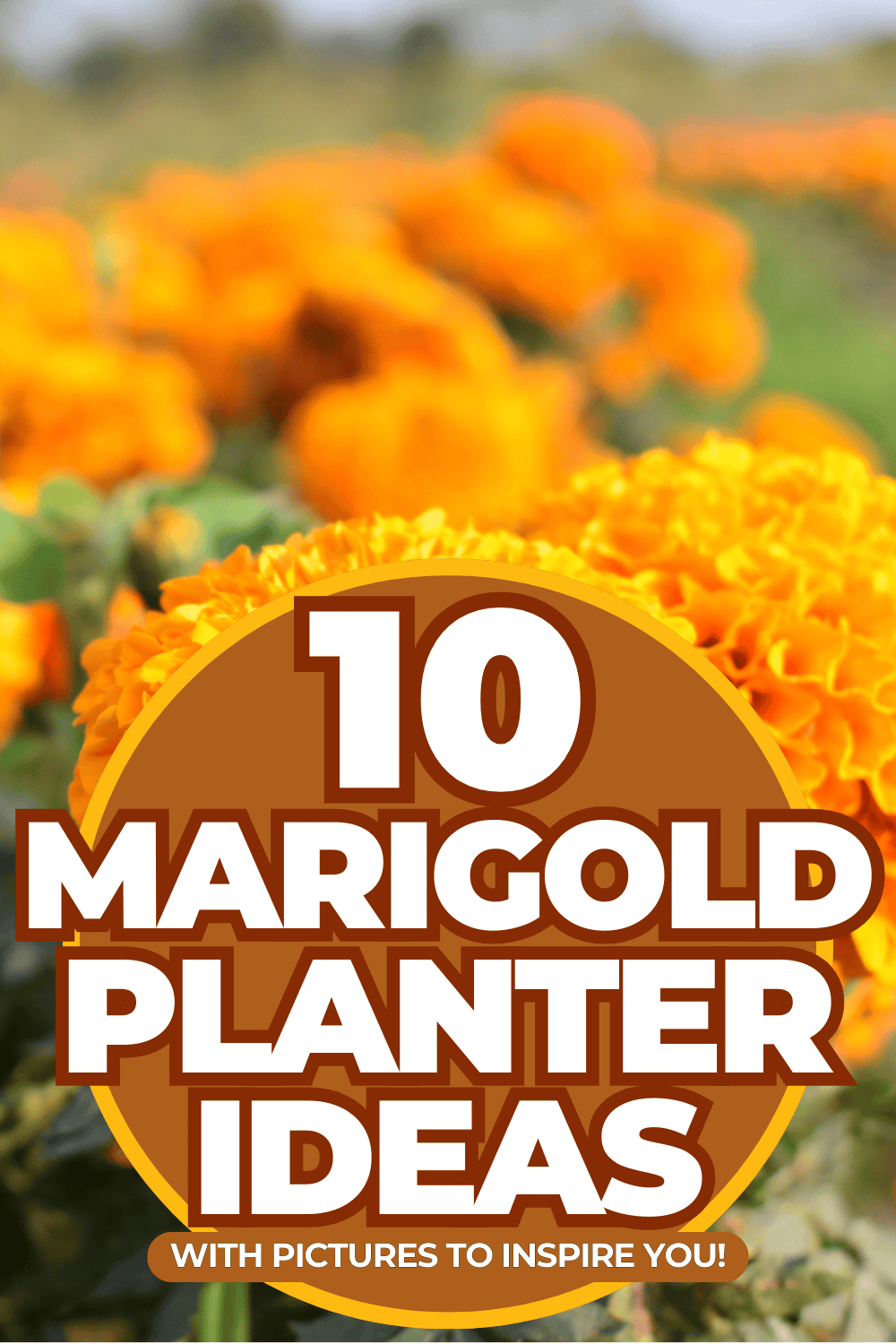 10 Marigold Planter Ideas [With Pictures To Inspire You!]