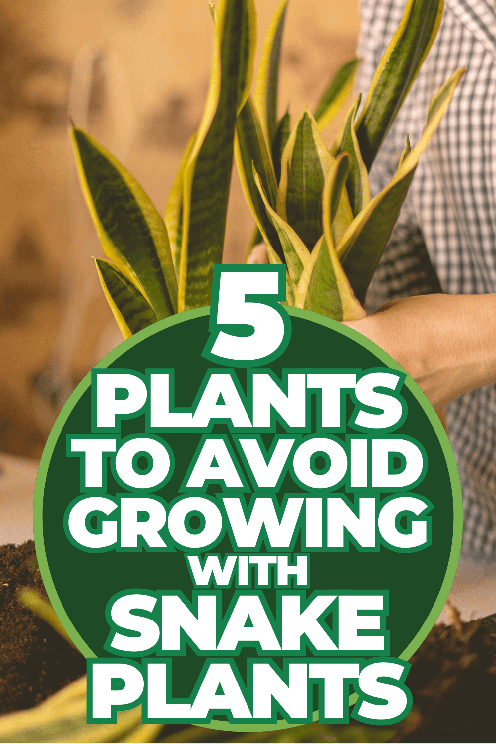 5 Plants To Avoid Growing with Snake Plants