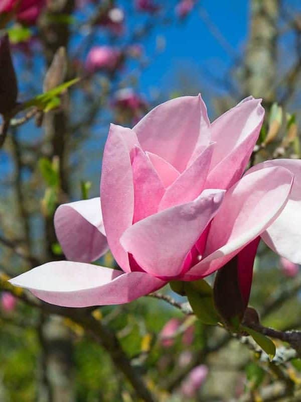 Blooming flowers of a Magnolia tree in summer