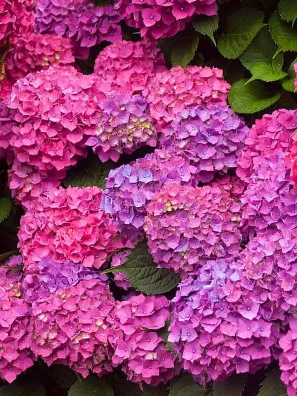 Pink and purple hydrangeas in the sunlight