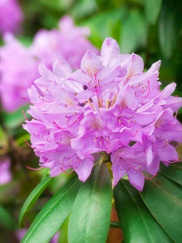 Pink rhododendron in bloom