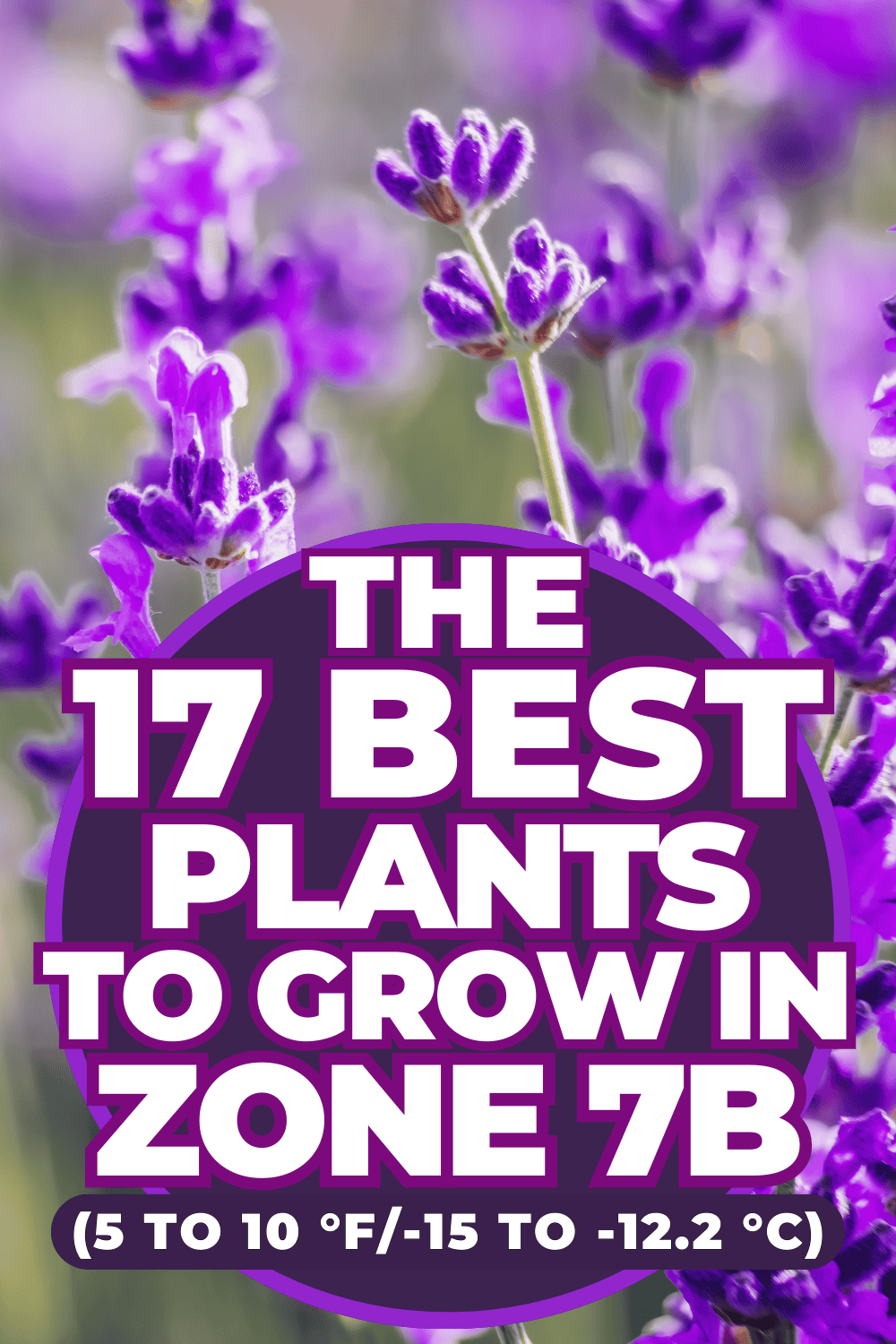 The 17 Best Plants to Grow in Zone 7b (5 to 10 °F/-15 to -12.2 °C)