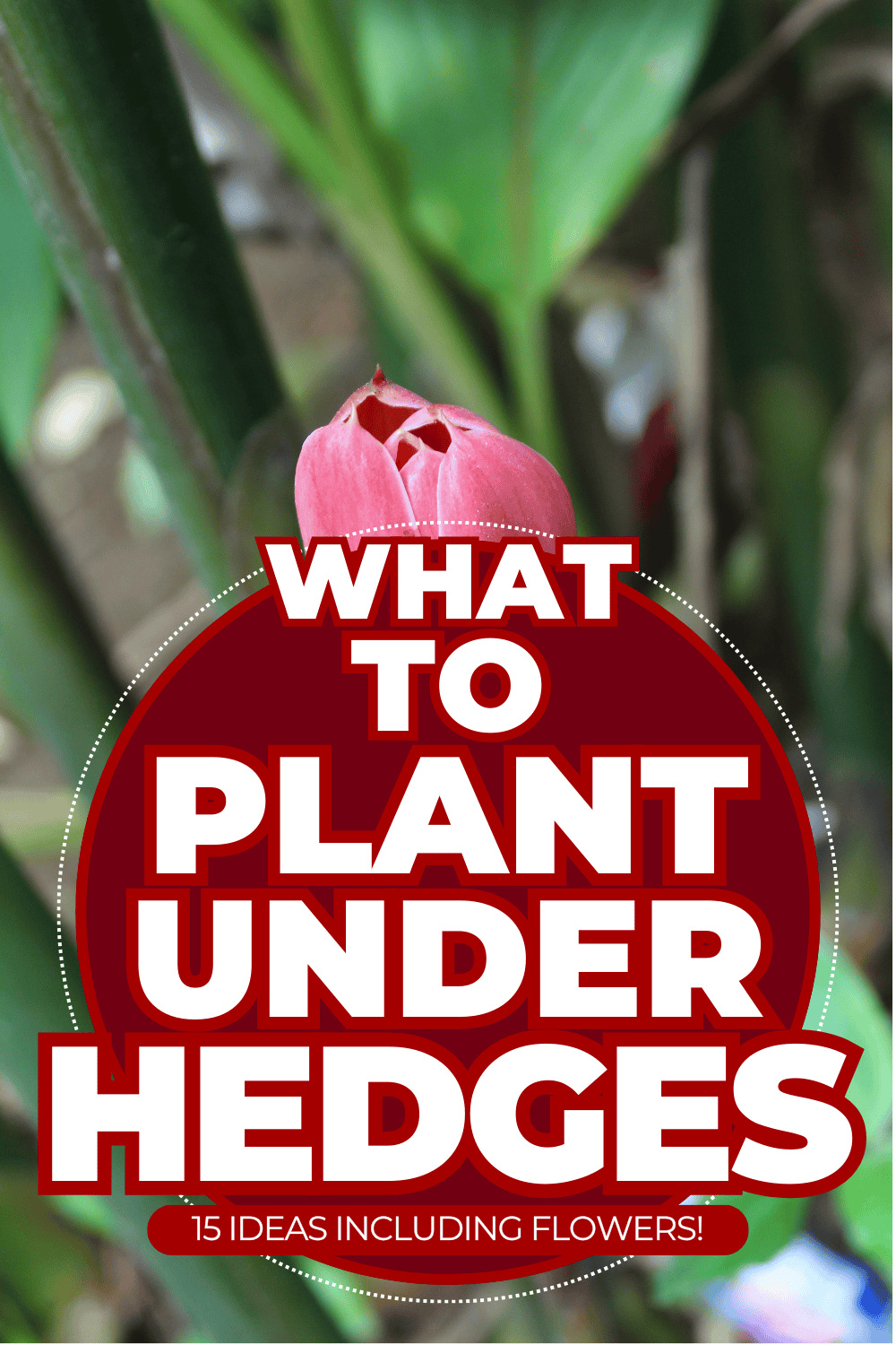 What To Plant Under Hedges [15 Ideas Including Flowers!]