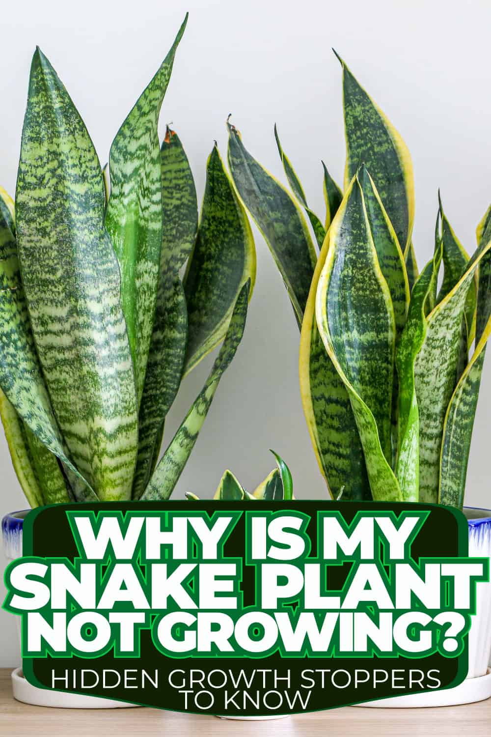 Why Is My Snake Plant Not Growing Hidden Growth Stoppers To Know